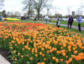 Orange_Tulips.JPG (71298 bytes)